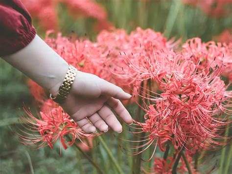 彼岸花花語日本|彼岸花(ヒガンバナ)の花言葉｜怖い意味もある？花が 